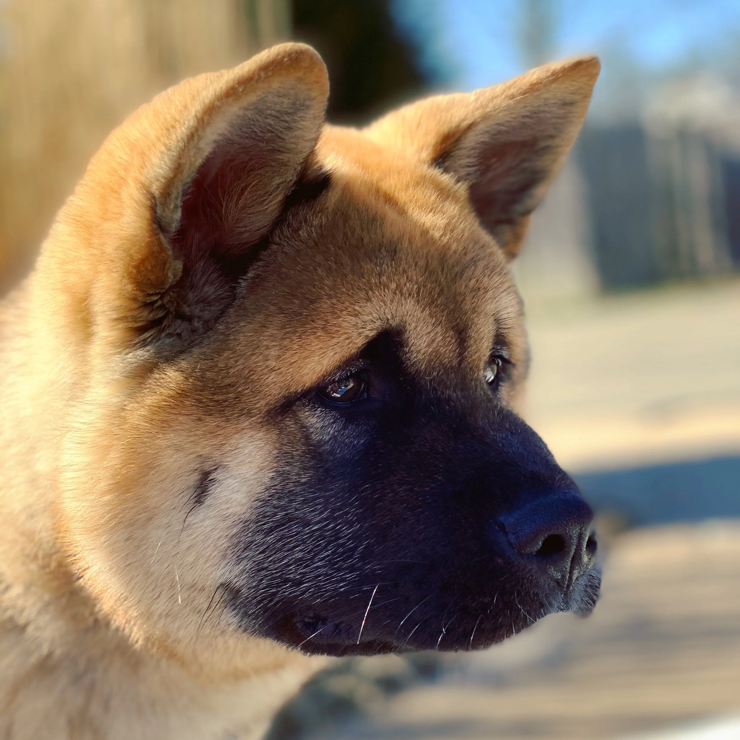 FAQs — Main Street Akitas